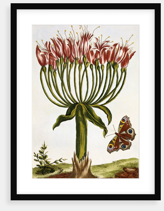 18th Century French Print of La Brunswick and Butterfly by Anonymous