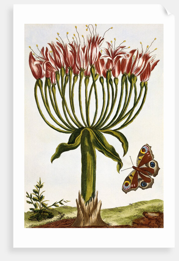 18th Century French Print of La Brunswick and Butterfly by Anonymous