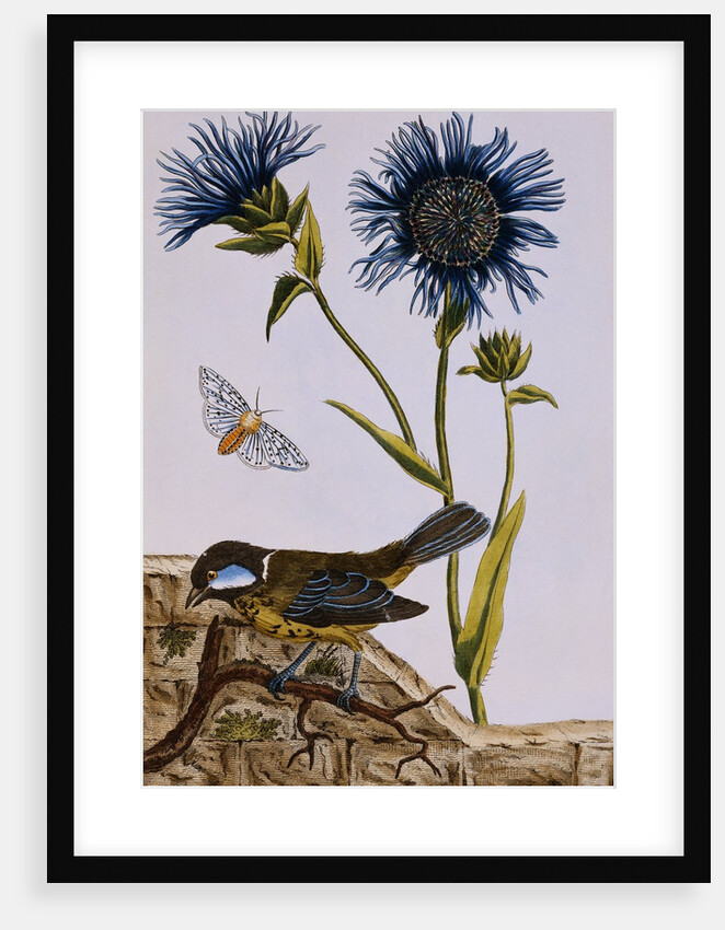 18th Century French Print of Cornflower by Anonymous