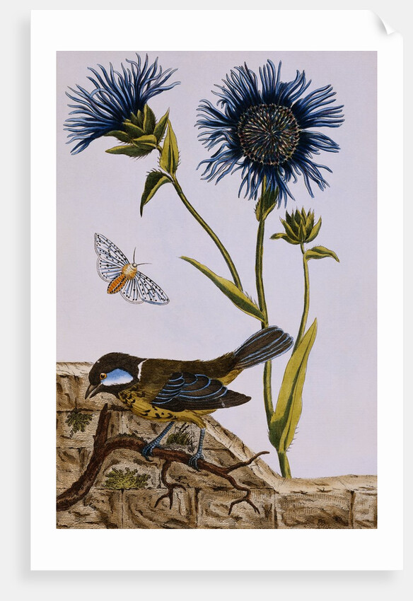 18th Century French Print of Cornflower by Anonymous