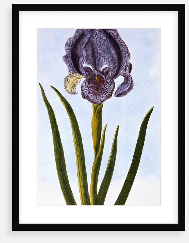 18th Century French Print of Mourning Iris by Anonymous
