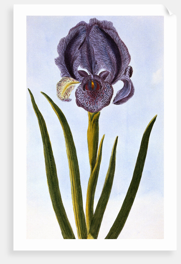 18th Century French Print of Mourning Iris by Anonymous
