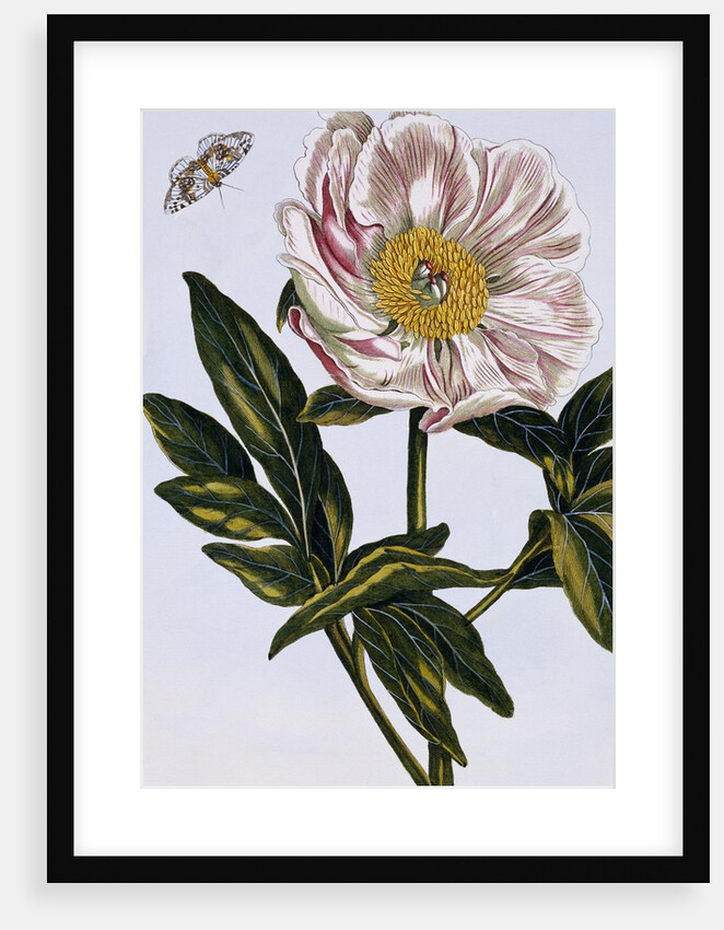 18th Century French Print of Flesh-coloured Common Peony by Anonymous