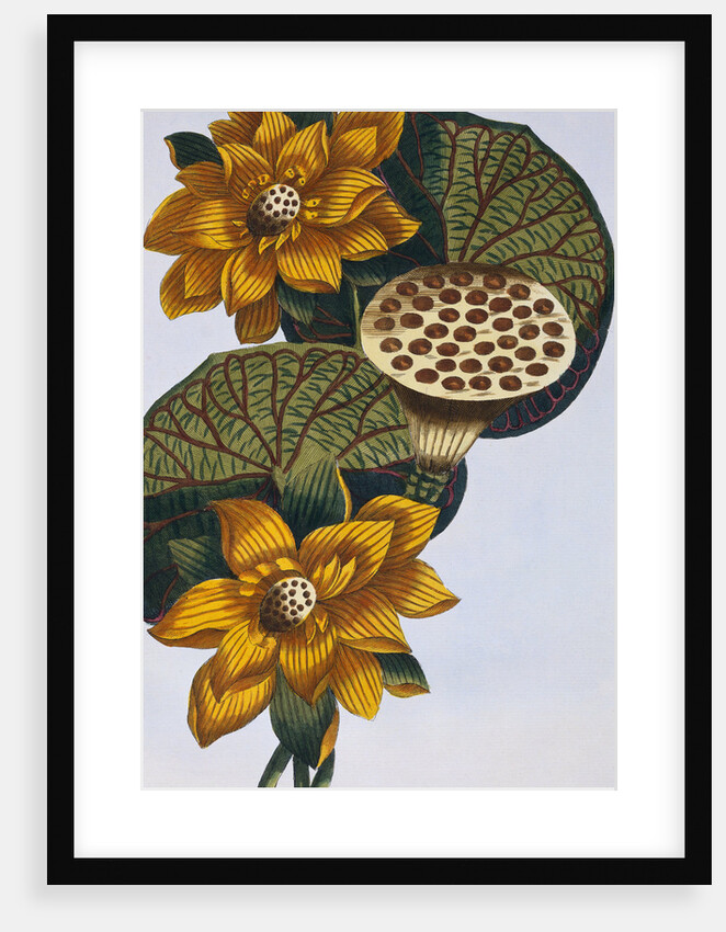 18th Century French Print of Waterlily by Anonymous