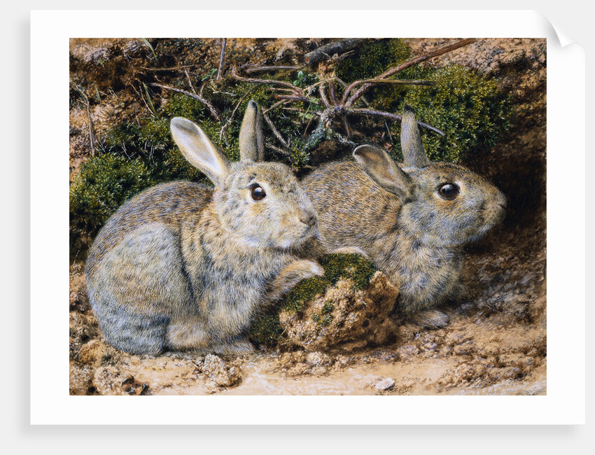 Two Rabbits by John Sherrin