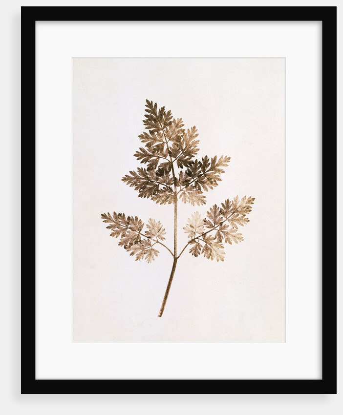 Fronds of Leaves by William Henry Fox Talbot