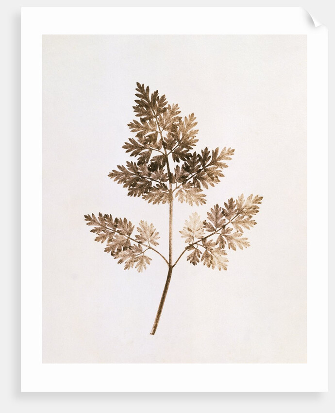 Fronds of Leaves by William Henry Fox Talbot
