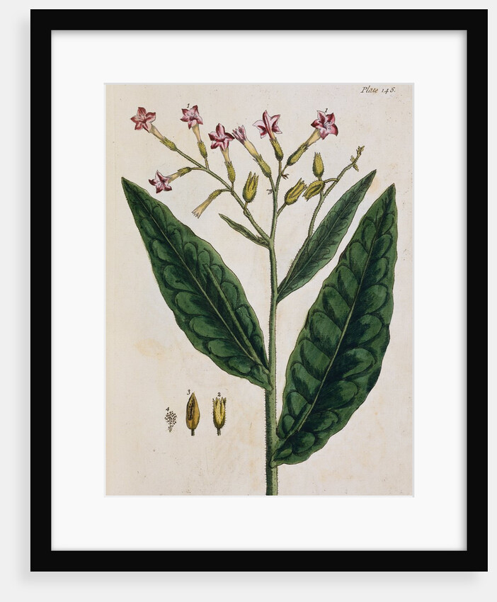 Tobacco Plant by Elizabeth Blackwell