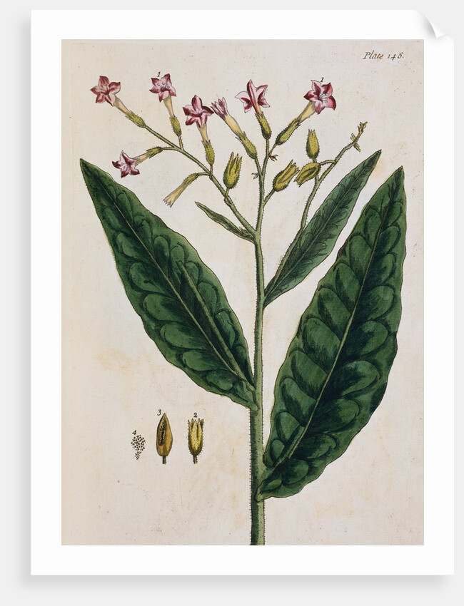 Tobacco Plant by Elizabeth Blackwell