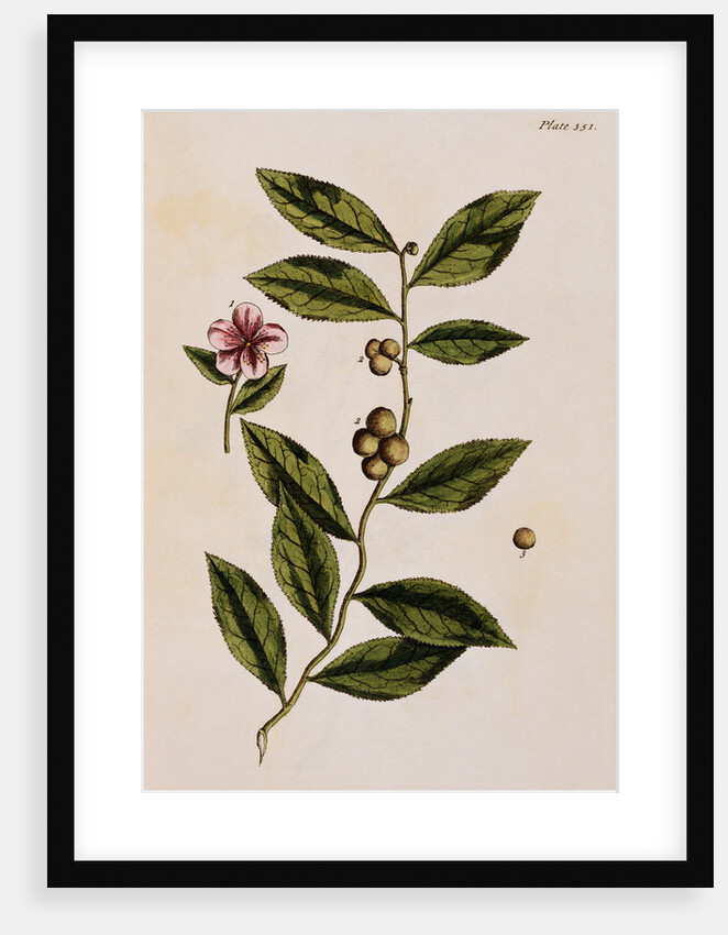 Green Tea by Elizabeth Blackwell