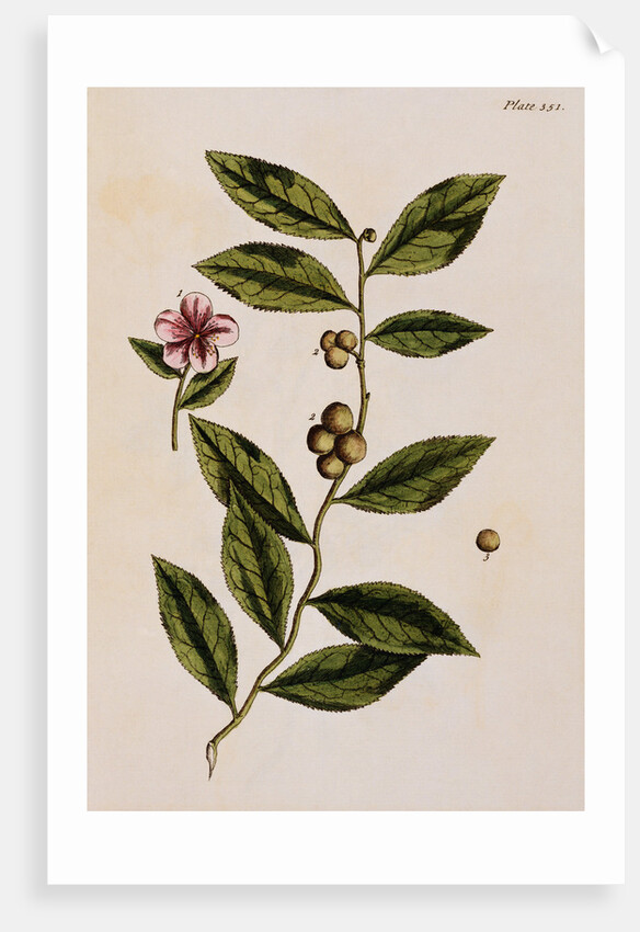 Green Tea by Elizabeth Blackwell