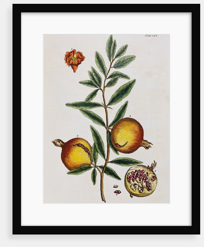 Pomegranate by Elizabeth Blackwell