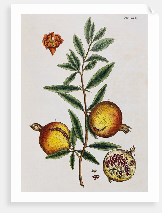 Pomegranate by Elizabeth Blackwell