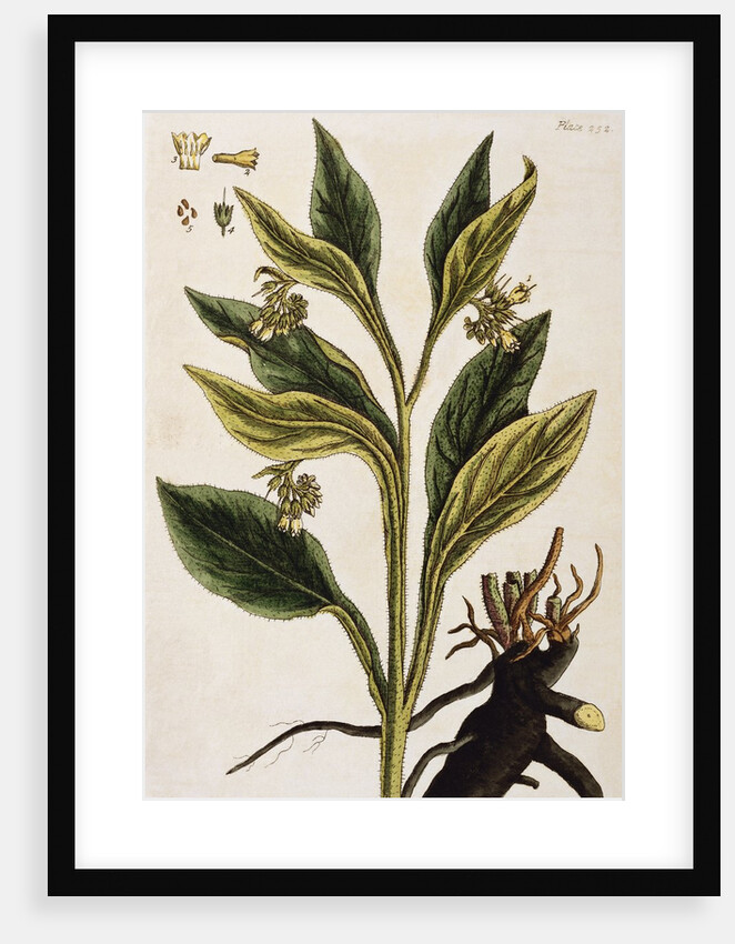 Comfrey by Elizabeth Blackwell