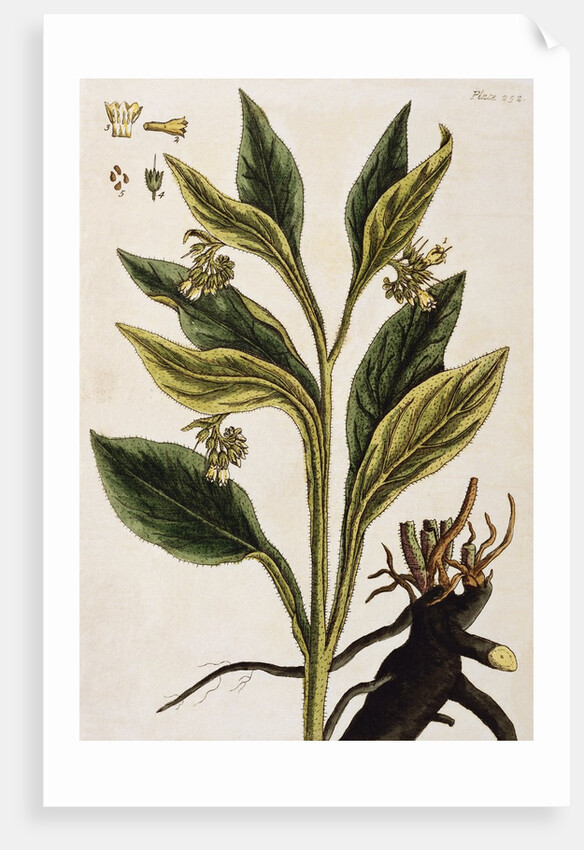 Comfrey by Elizabeth Blackwell