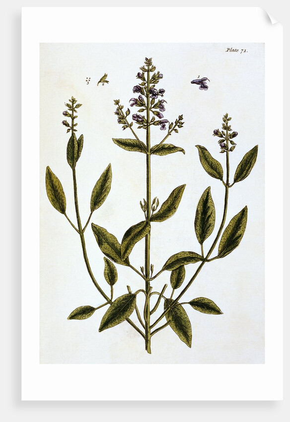 Sage by Elizabeth Blackwell