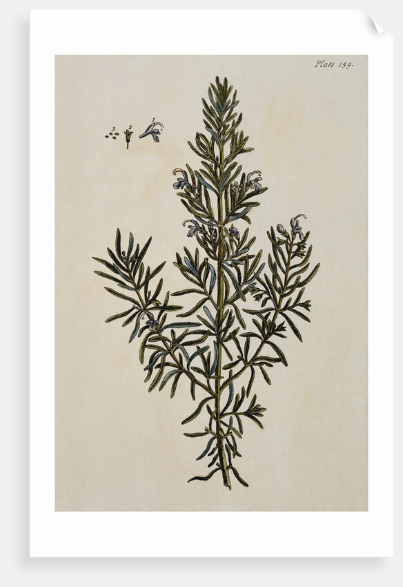 Rosemary by Elizabeth Blackwell