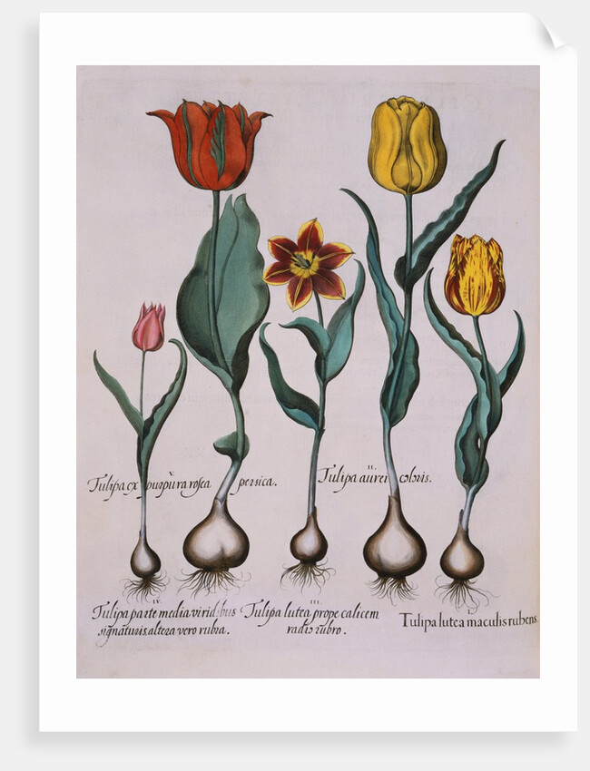 Tulipa Engraving by Basil Besler