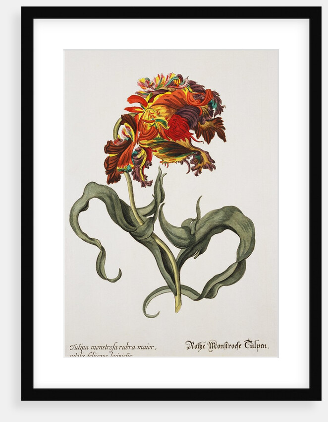 Tulipa Monstrosa Rubra Maior Lithograph by Johan Wilhelm Weinmann