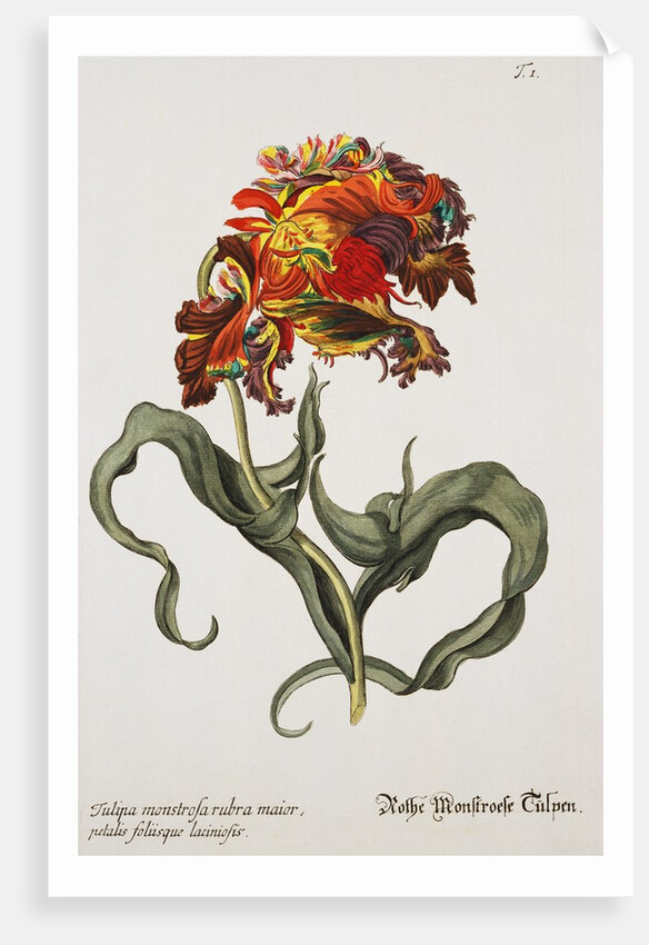 Tulipa Monstrosa Rubra Maior Lithograph by Johan Wilhelm Weinmann