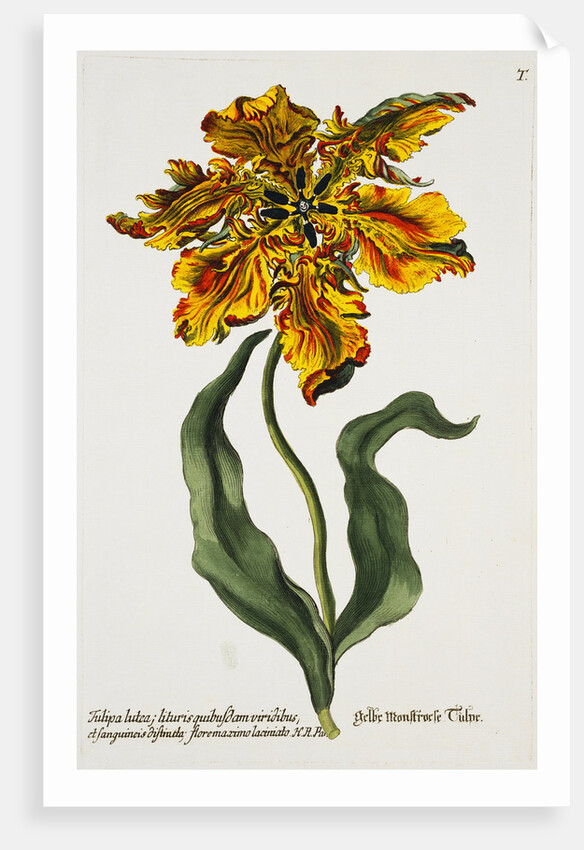 Tulipa Lutea Lithograph by Johan Wilhelm Weinmann