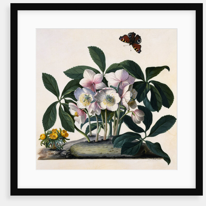 Helleborus Niger Rose and Butterfly Lithograph by Georg Dionysius Ehret