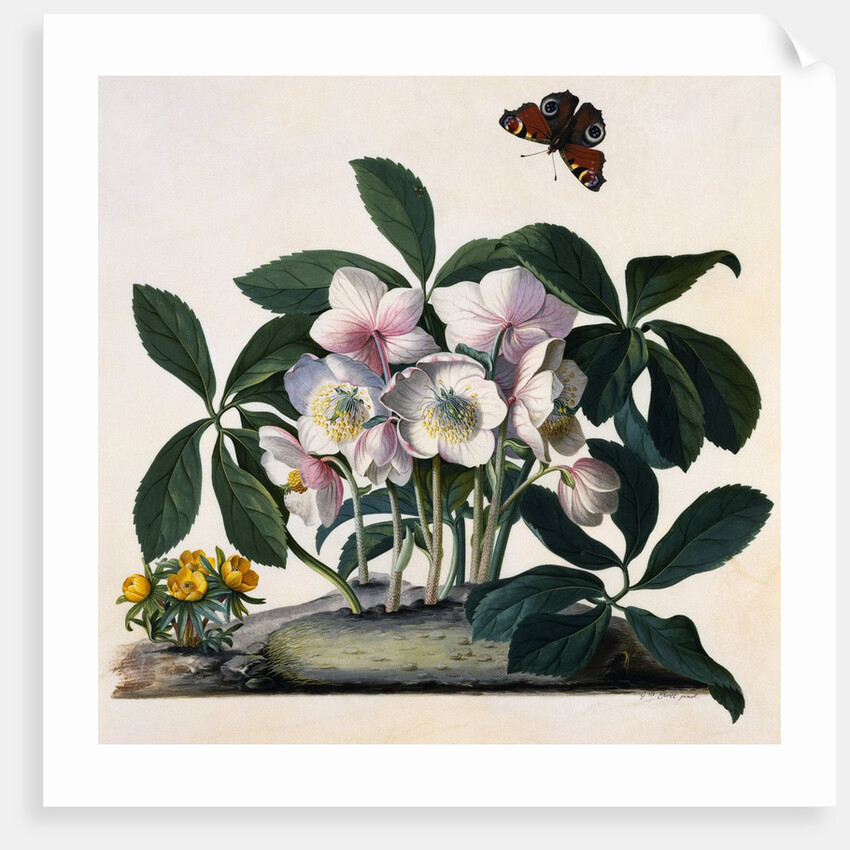 Helleborus Niger Rose and Butterfly Lithograph by Georg Dionysius Ehret
