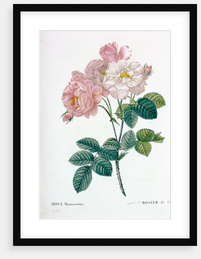 Rosa Demascena by Pierre Joseph Redoute