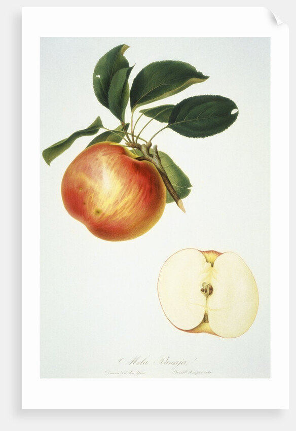 Mela Panaja Print by Bernard Rosaspina