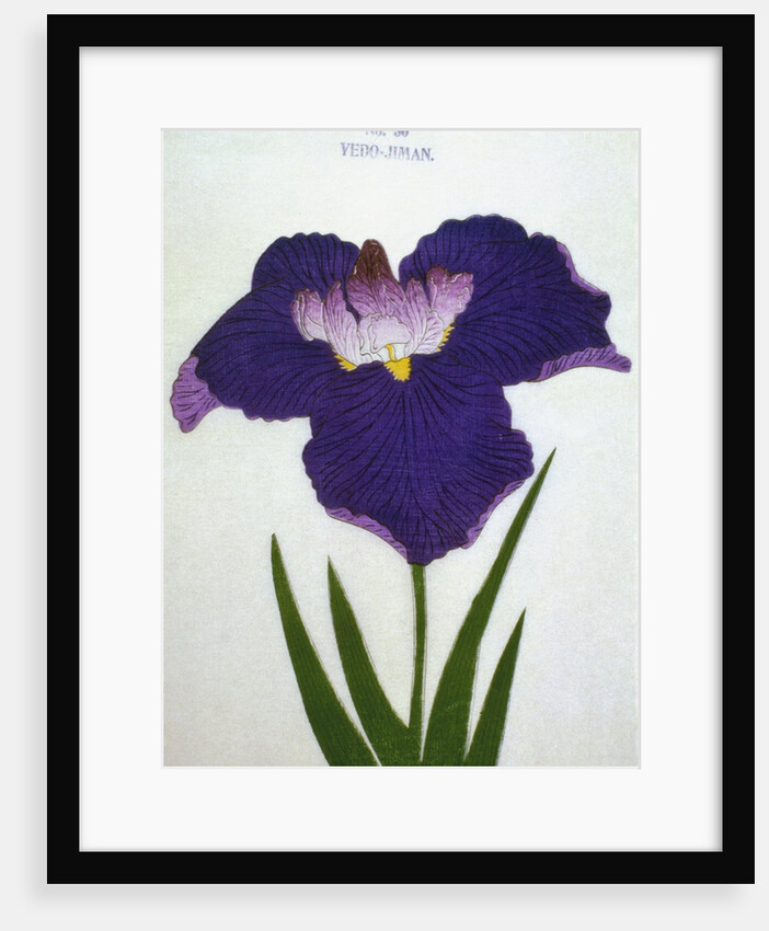 Yedo-Jiman Book Illustration of a Purple Iris by Anonymous