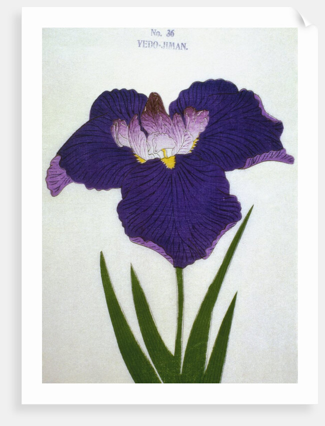 Yedo-Jiman Book Illustration of a Purple Iris by Anonymous
