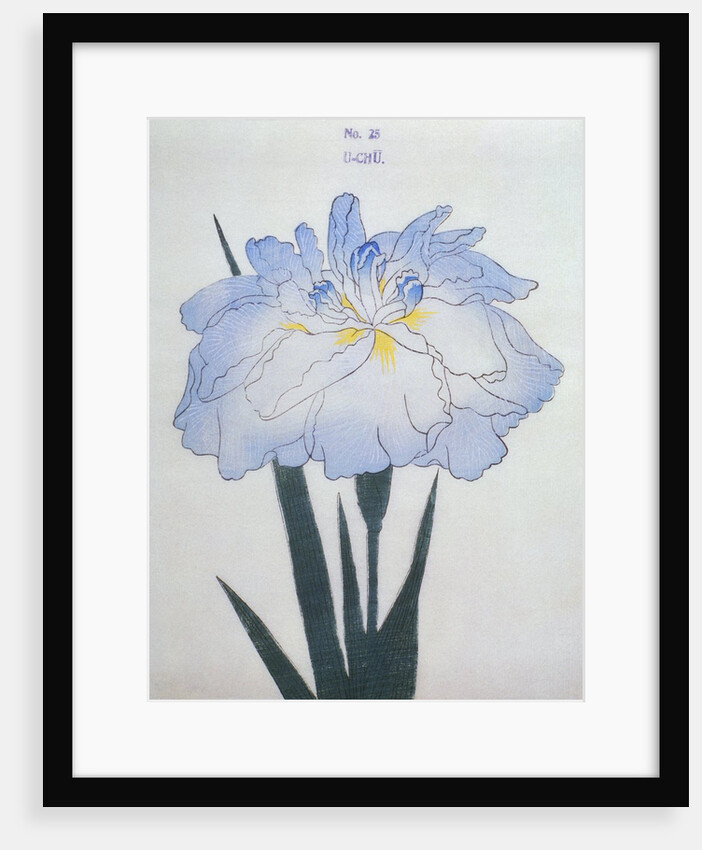 U-Chu Book Illustration of a Light Blue Iris by Anonymous