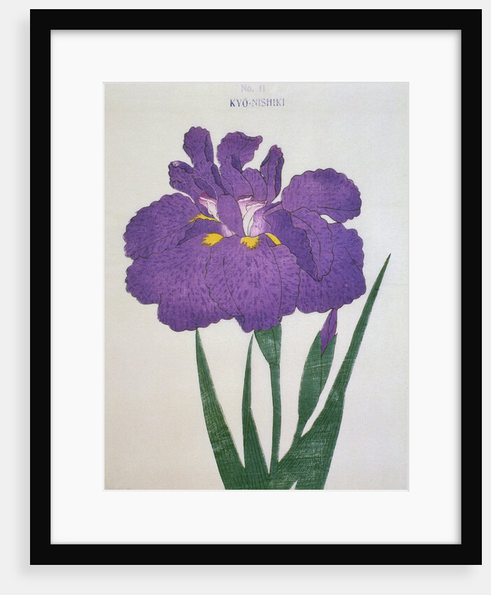 Kyo-Nishiki Book Illustration of a Purple Iris by Anonymous