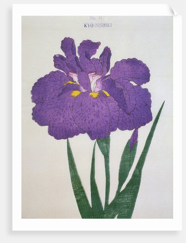 Kyo-Nishiki Book Illustration of a Purple Iris by Anonymous