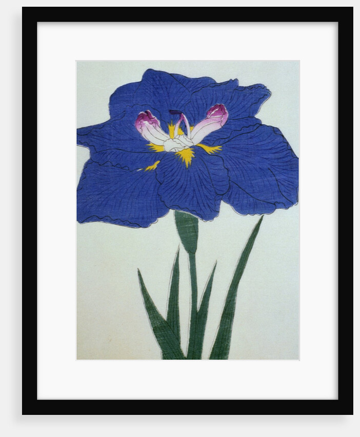 O-Sho-Kun Book Illustration of a Blue Iris by Anonymous