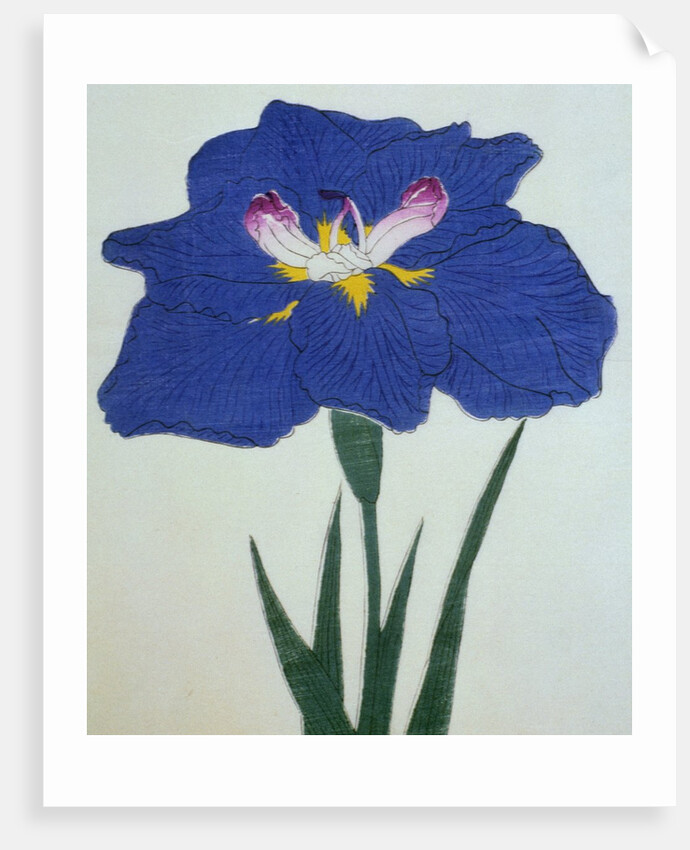 O-Sho-Kun Book Illustration of a Blue Iris by Anonymous