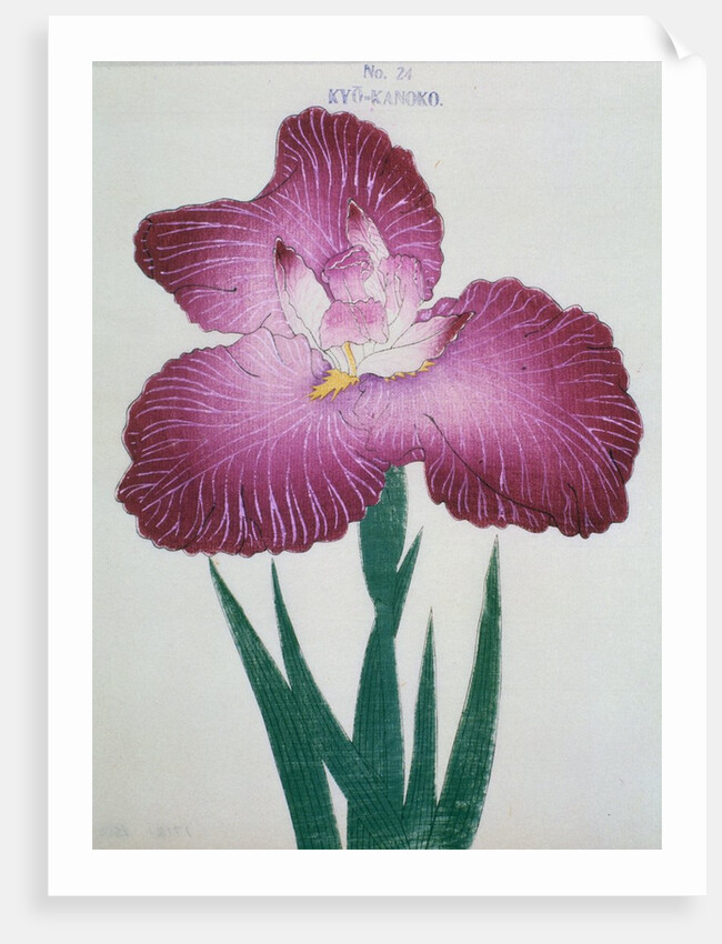 Kyo-Kanoko Book Illustration of a Dark Pink Iris by Anonymous