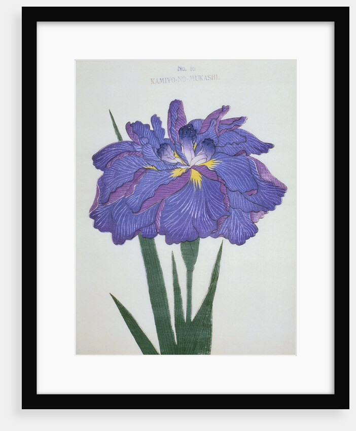 Kamiyo-No Mukashi Book Illustration of a Blue and Purple Iris by Anonymous