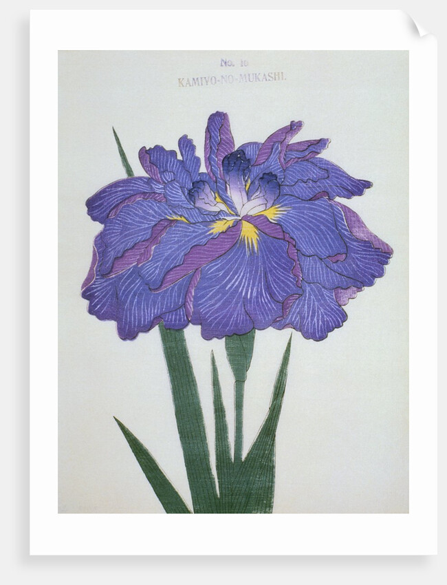 Kamiyo-No Mukashi Book Illustration of a Blue and Purple Iris by Anonymous