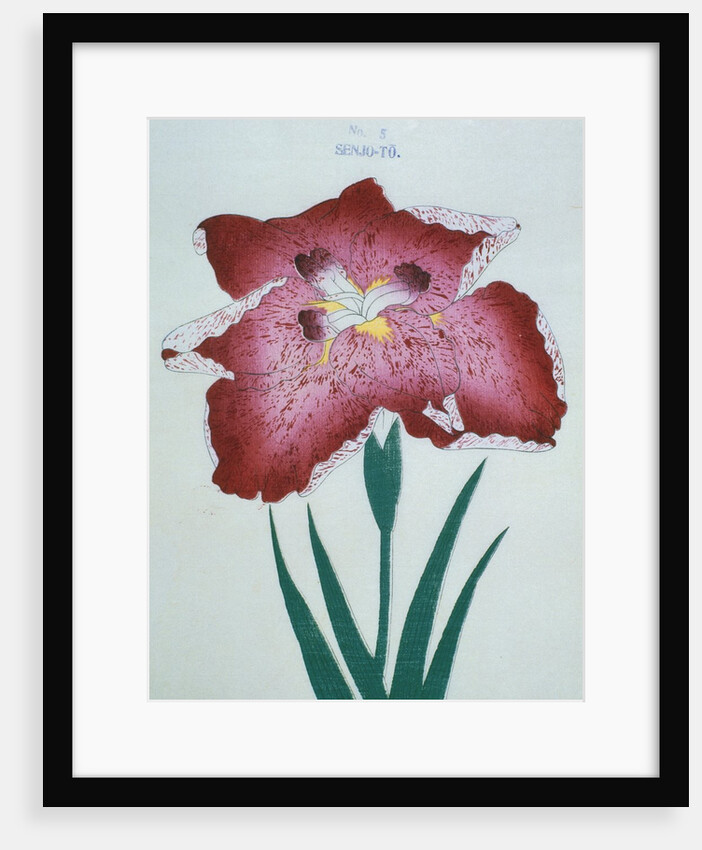 Senjo-To Book Illustration of a Red Iris by Anonymous