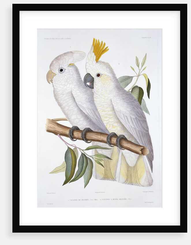 Print of Two Cockatoos by A. Dumenil