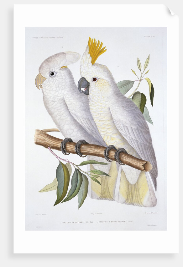 Print of Two Cockatoos by A. Dumenil