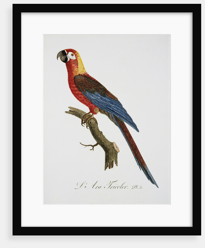 Tricolor Macaw by Jacques Barraband