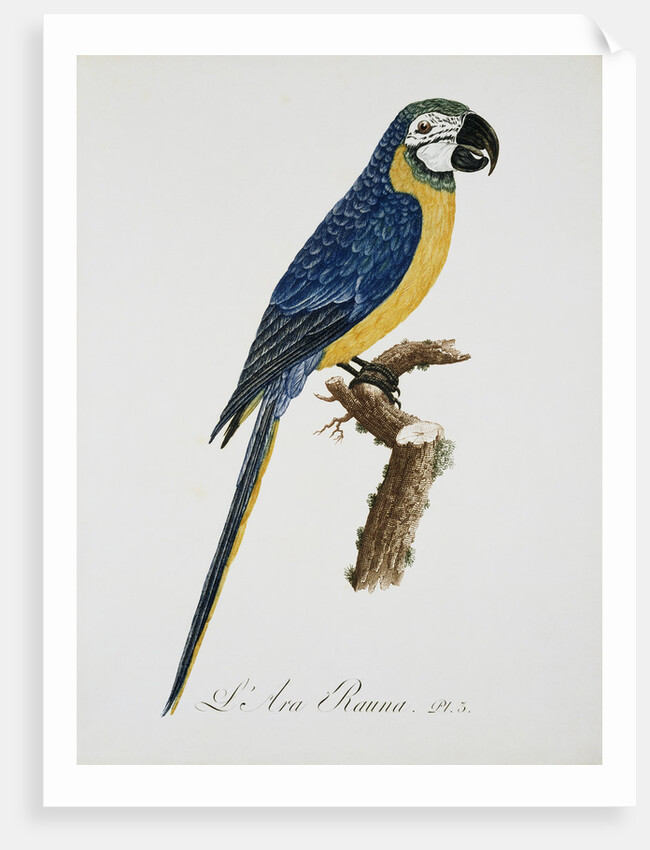 Blue and Gold Macaw by Jacques Barraband