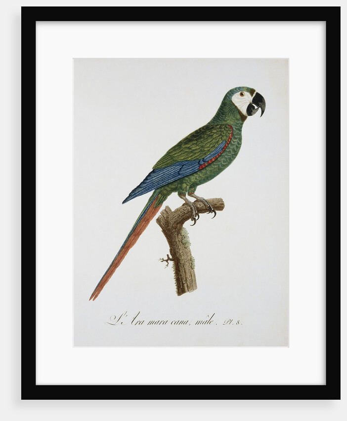 Male Blue-Winged Macaw by Jacques Barraband