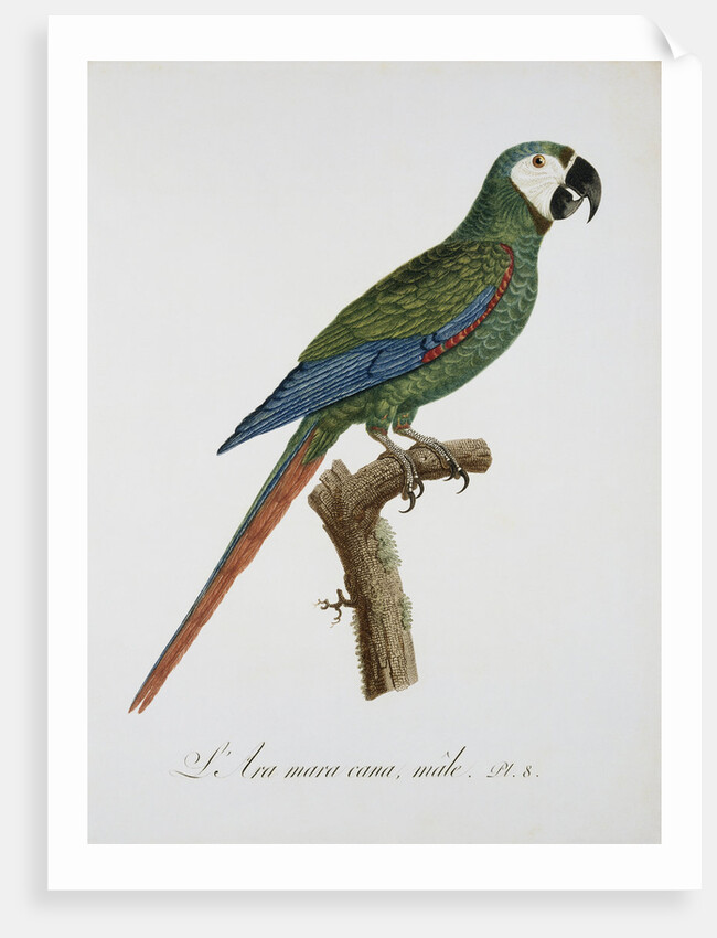 Male Blue-Winged Macaw by Jacques Barraband