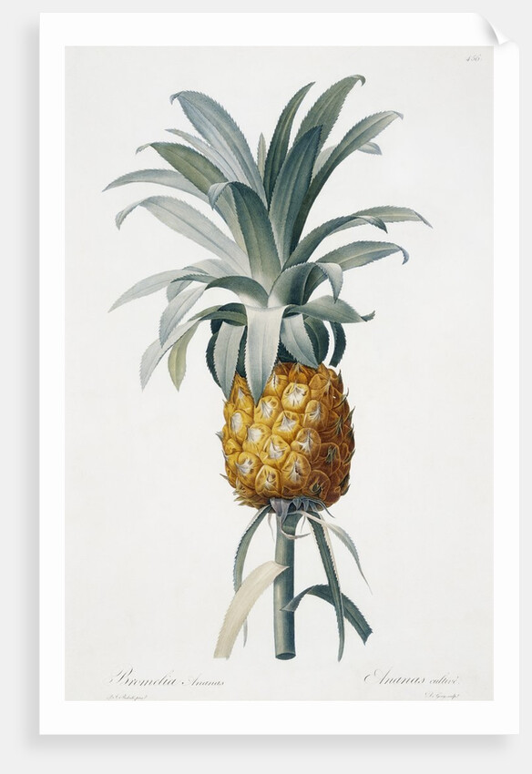 Bromelia ananas by Pierre Joseph Redoute