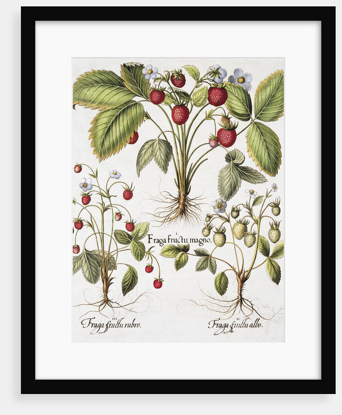 Three Varieties of Strawberry by Basil Besler