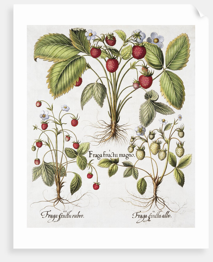 Three Varieties of Strawberry by Basil Besler