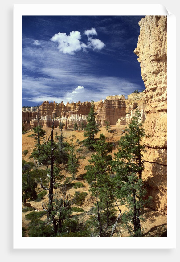 Hoodoos and Ponderosa Pines by Anonymous